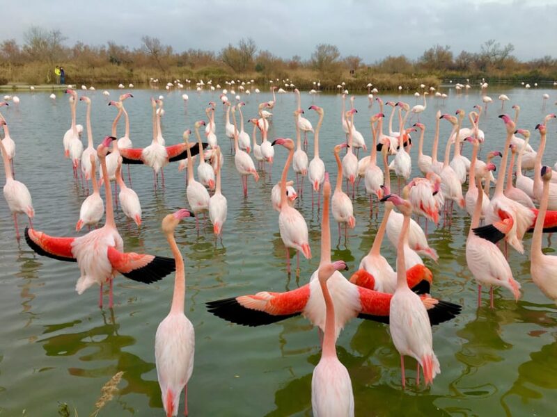 Arles & Camargue Regional Natural Park - Highlights of Arles