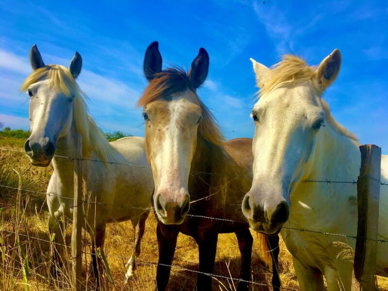 Arles & Camargue Regional Natural Park - Wildlife Experience in Camargue