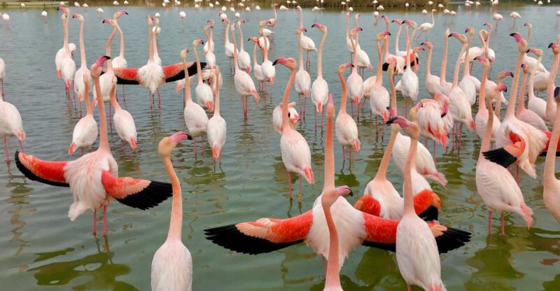 Arles & Camargue Regional Natural Park - Visiting Pont De Crau Bird Reserve