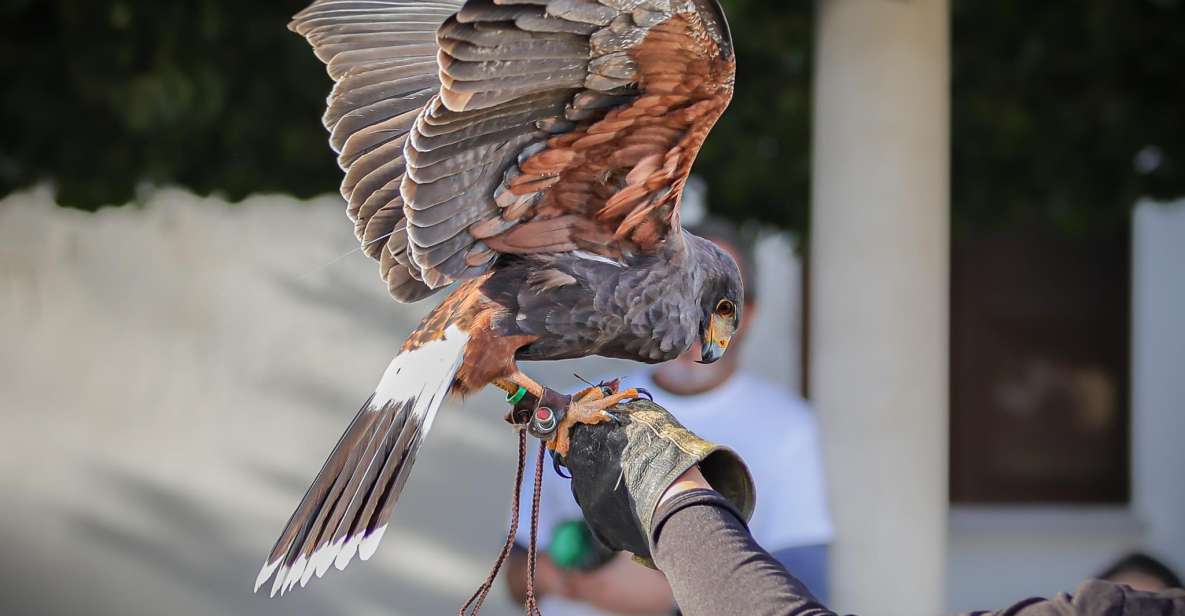 Armação De Pêra/Albufeira: Hawk Walk With a Harris Hawk - Key Points