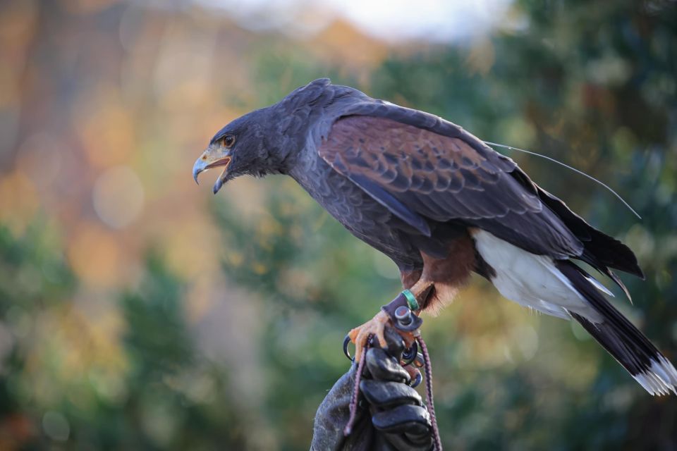 Armação De Pêra/Albufeira: Hawk Walk With a Harris Hawk - Activity Details Explained