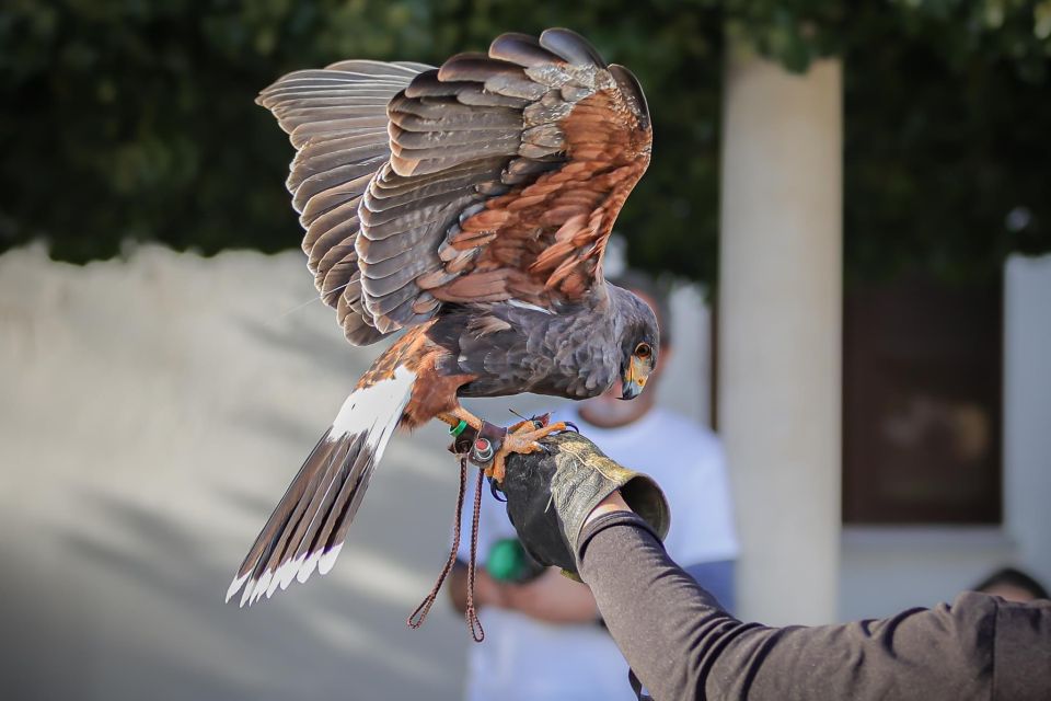 Armação De Pêra/Albufeira: Hawk Walk With a Harris Hawk - Whats Included in the Experience