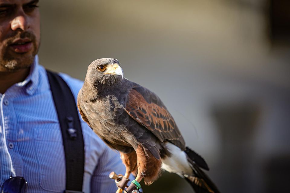 Armação De Pêra/Albufeira: Hawk Walk With a Harris Hawk - Frequently Asked Questions