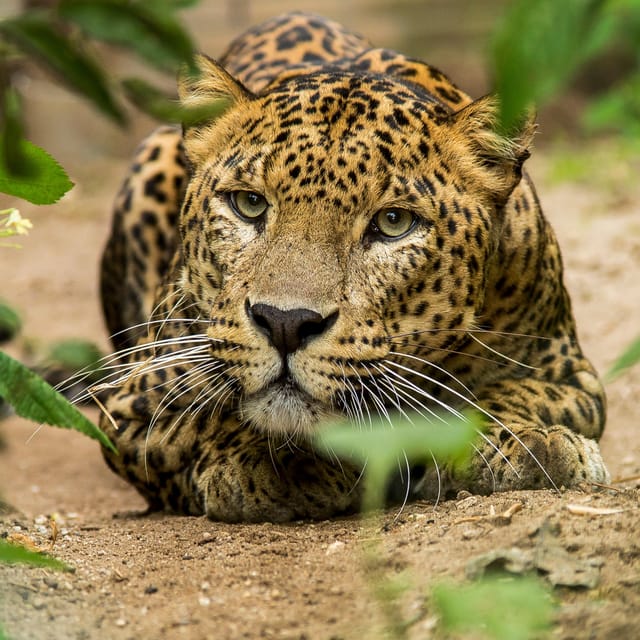 Arnhem: Burgers Zoo Entry Ticket - Frequently Asked Questions