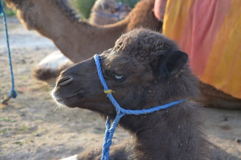 Around Marrakech: Camel Ride in Palm Groves Including Tea - Good To Know