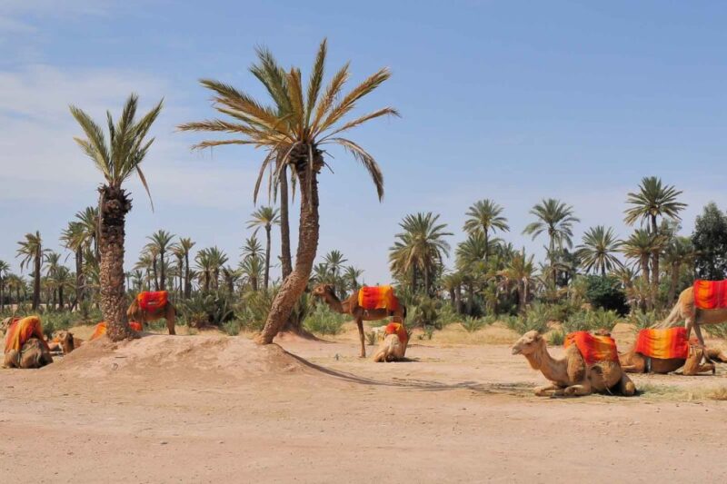 Around Marrakech: Camel Ride in Palm Groves Including Tea - Pickup and Drop-off Locations
