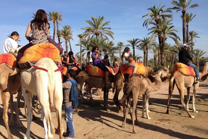 Around Marrakech: Camel Ride in Palm Groves Including Tea - Customer Feedback