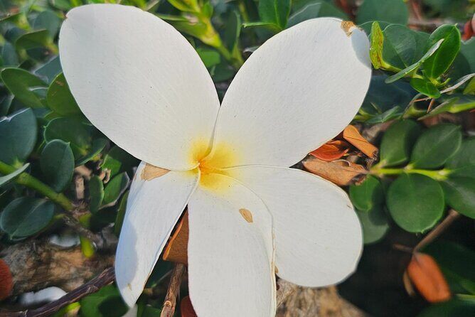 Around the Island Tour From San Juan - The Itinerary: What to Expect and Why It Matters