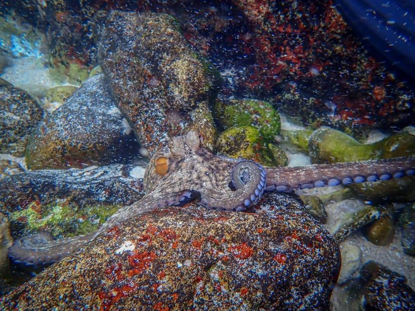 Arrábida: Kayaking and Snorkeling Experience - Customer Reviews and Ratings