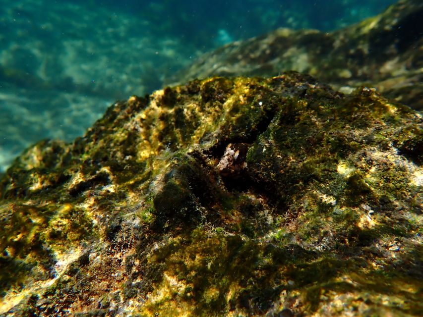 Arrábida Marine Reserve: Kayaking & Snorkeling Tour - Kayaking Experience