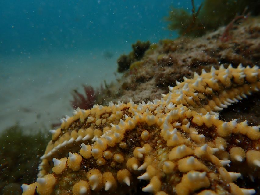 Arrábida Marine Reserve: Kayaking & Snorkeling Tour - Frequently Asked Questions