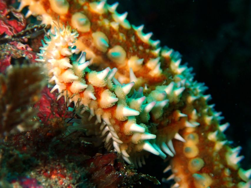 Arrábida: Open Water Diver Course in Arrábida Marine Reserve - Booking and Reservations