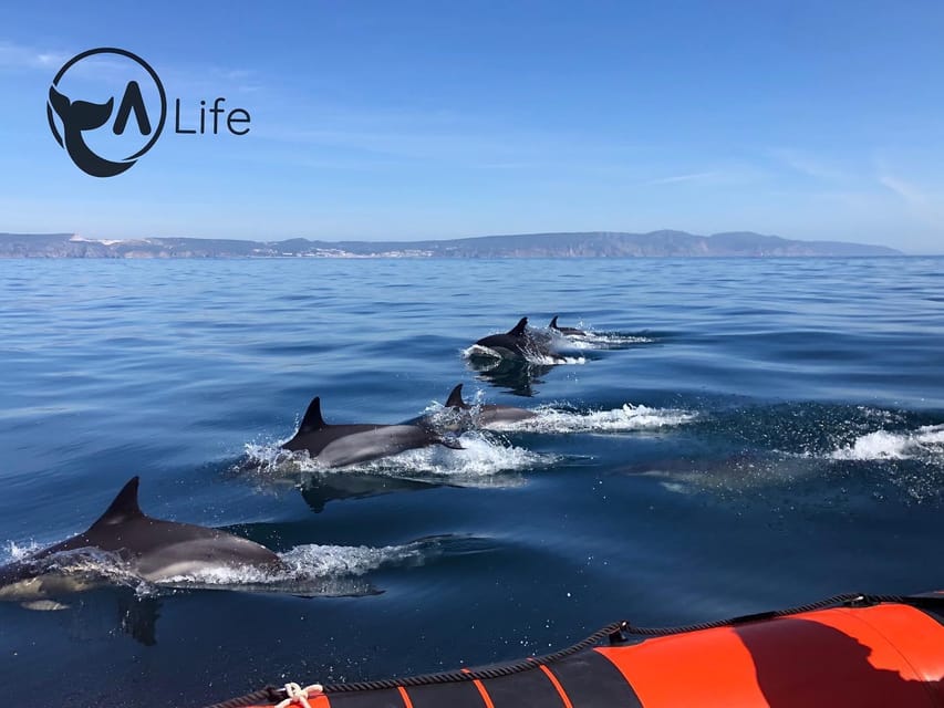 Arrábida - Sesimbra: Dolphin Watching - Why This Tour Is Worth Considering