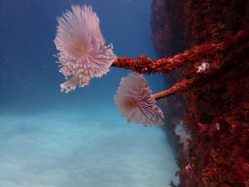 Arrábida: Snorkeling Experience in Arrábida Marine Reserve - Booking and Reservation Details
