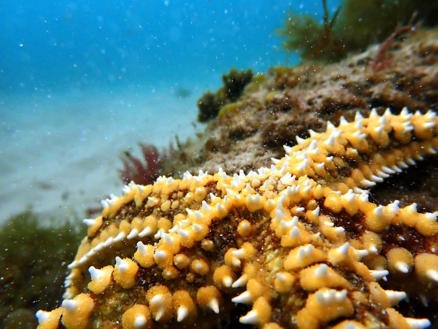 Arrábida: Snorkeling Experience in Arrábida Marine Reserve - Meeting Point and Contact Information