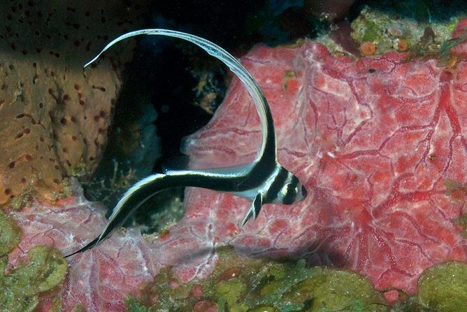 Aruba 1-Tank guided Dive for certified divers with own equipment - What Makes This Dive Special?