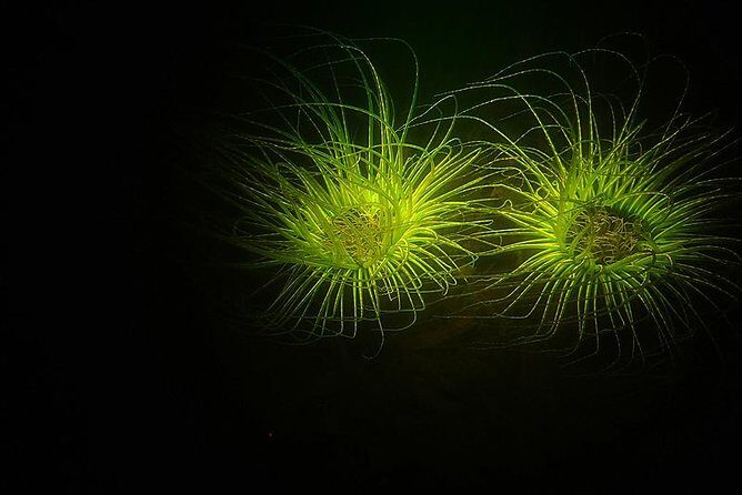 Aruba 1-Tank guided UV Night Dive for certified divers with rental equipment - The Allure of Fluorescent Night Diving in Aruba