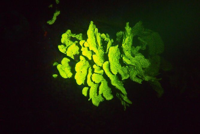 Aruba 1-Tank guided UV Night Dive for certified divers with rental equipment - The Downsides to Consider