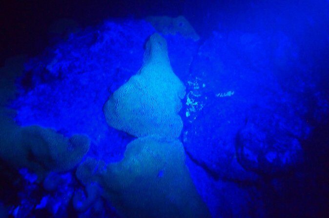 Aruba 1-Tank guided UV Night Dive for certified divers with rental equipment - Is This Tour Right for You?