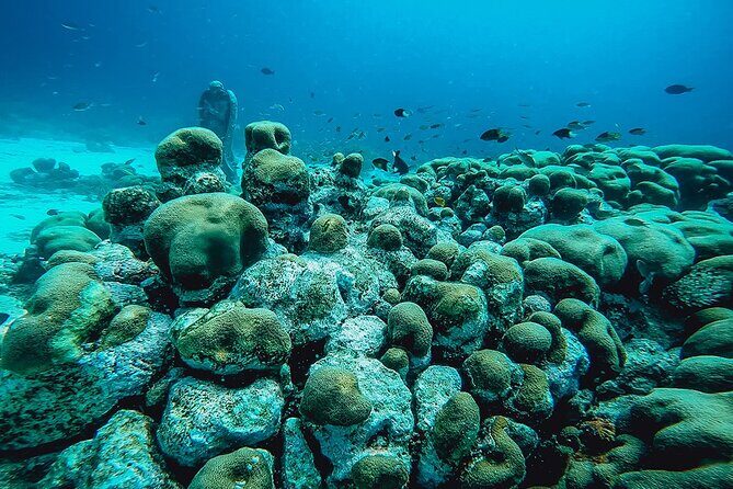 Aruba 2-Tank Dive Excursion for Certified Divers - Considerations and Potential Drawbacks