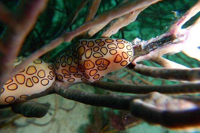 Aruba 2-Tank Dive Excursion for Certified Divers - Final Thoughts