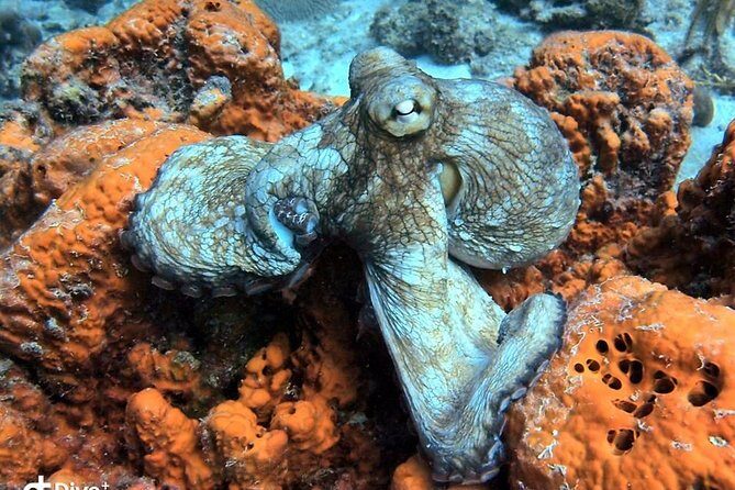 Aruba 2-Tank guided Dive for certified divers / own equipment - Practical Details and Considerations