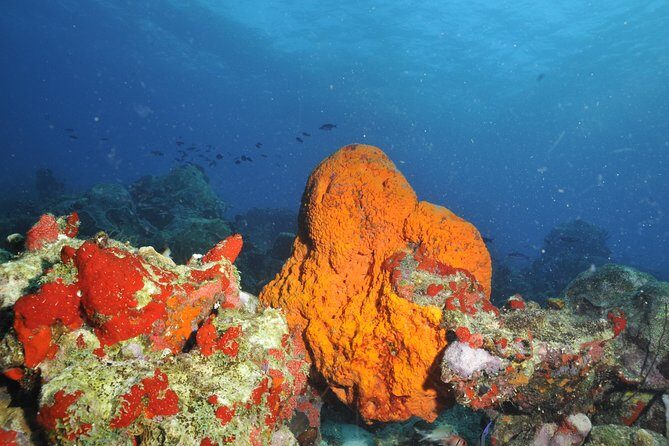 Aruba 2-Tank Guided Dive for Certified Divers / rental equipment - The Challenges and Considerations