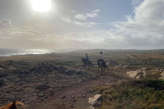 Aruba 2,5 Hrs Horseback Riding for Advanced Riders - Customer Reviews and Ratings