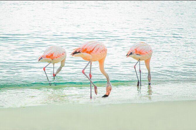 Aruba De Palm Island All-Inclusive Day Trip with Transport - The Crowds and Crowding