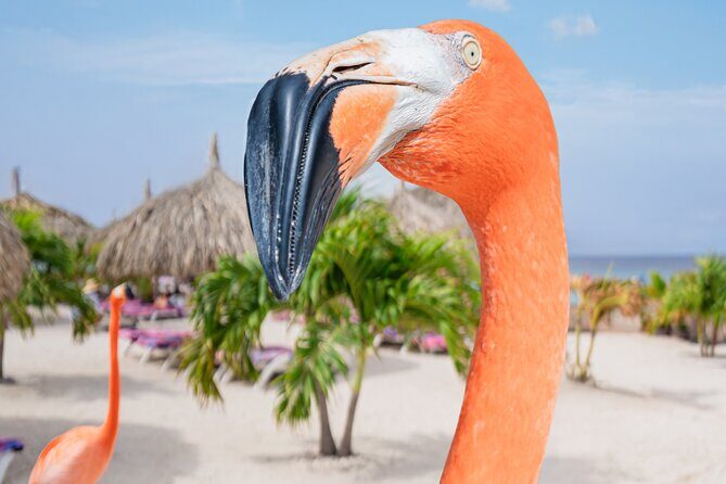 Aruba De Palm Island All-Inclusive Day Trip with Transport - Practical Considerations