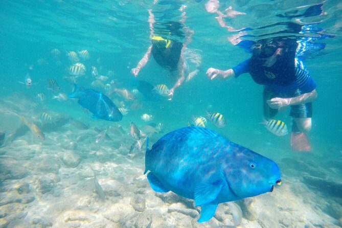 Aruba De Palm Island All-Inclusive Day Trip with Transport - Reviews in Perspective