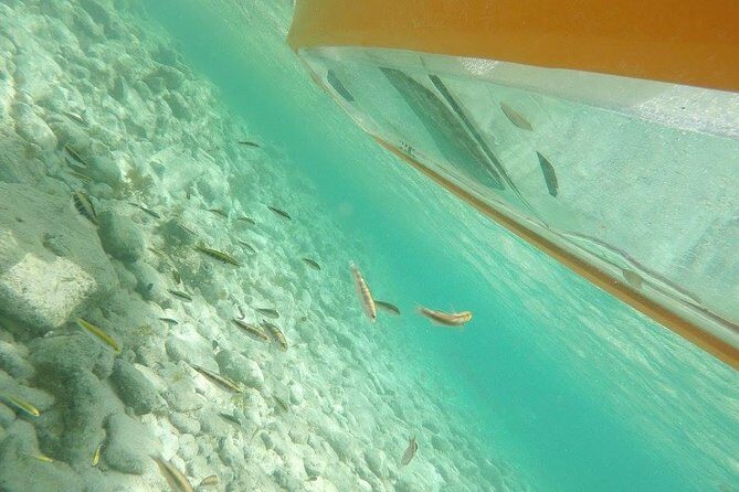 Aruba Glass Bottom Kayak Tour through the Mangrove Forest - Key Points