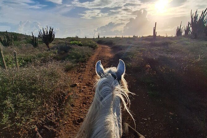 Aruba Horseback Riding Tour For Advanced Riders - What We Love About This Tour