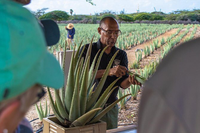 Aruba Island Sightseeing Tour Plus Arashi Beach Visit - What the Tour Includes and What to Consider