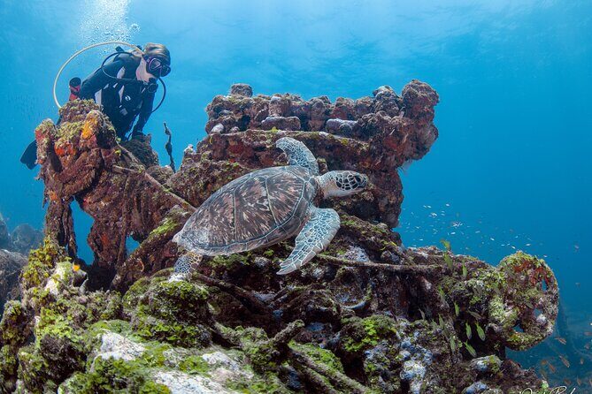 Aruba One or Two Tank Scuba Dive - The Sum Up: Who Will Love This Tour?