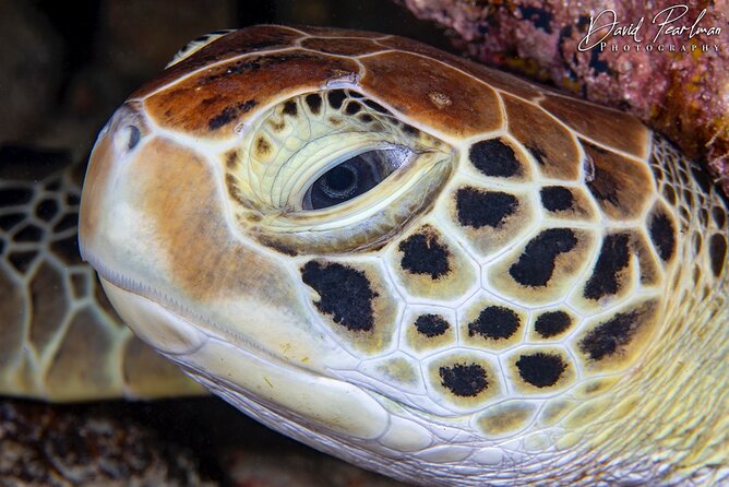 Aruba One or Two Tank Scuba Dive - Participant Requirements