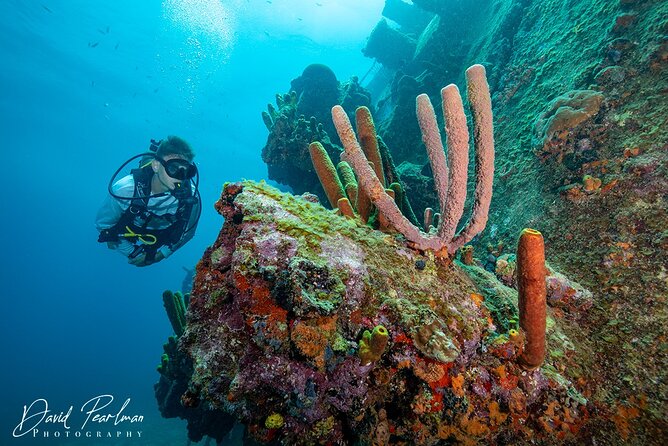 Aruba One or Two Tank Scuba Dive - Booking Your Dive Experience