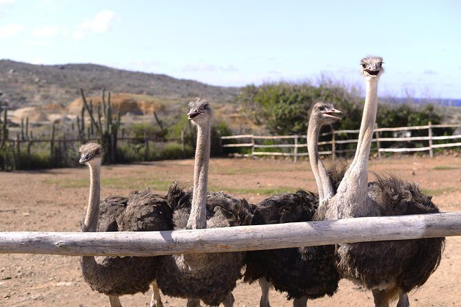 Aruba Ostrich Farm Tour with Lunch - The Itinerary — What’s in Store at the Aruba Ostrich Farm