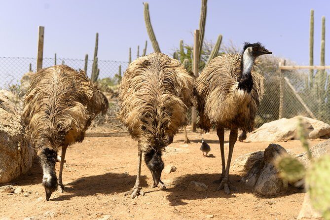 Aruba Ostrich Farm Tour with Lunch - FAQ: Your Questions Answered