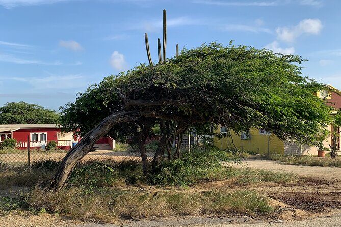 Aruba Private Island tour A/C Van - Frequently Asked Questions