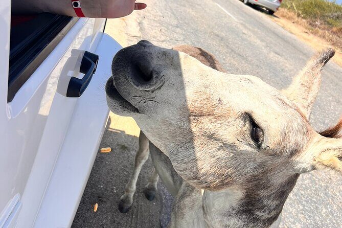 Aruba Private Jeep Tour with Local Guide - FAQs