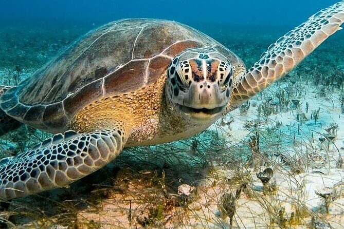 Aruba Seabob Scooter Reef Tour - Key Points