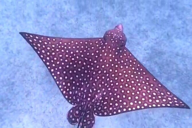 Aruba Seabob Scooter Reef Tour - Why This Tour Offers Real Value