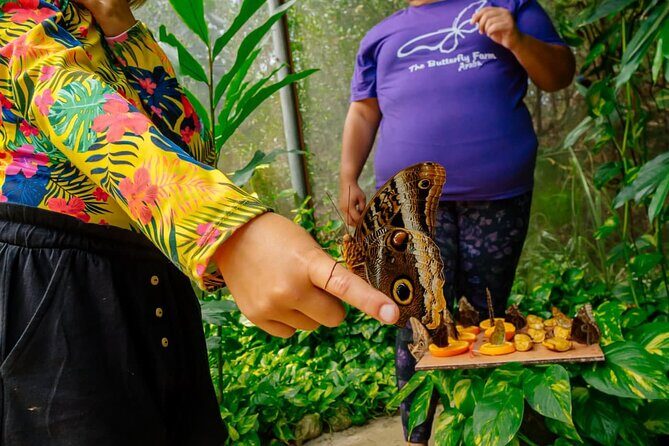 Aruba Sightseeing Tour with Transport - FAQ