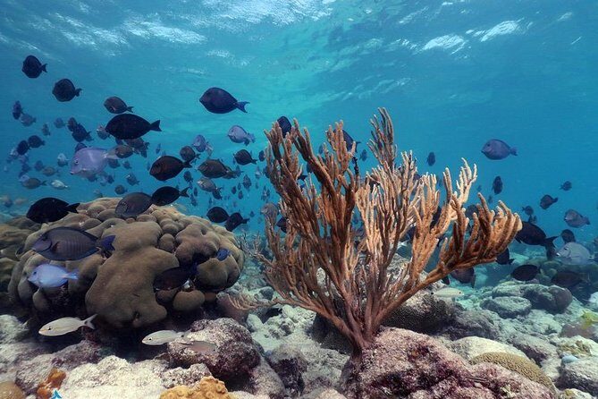 Aruba Snorkeling Tour: Mangel Halto and Baby Beach - Guides and Safety