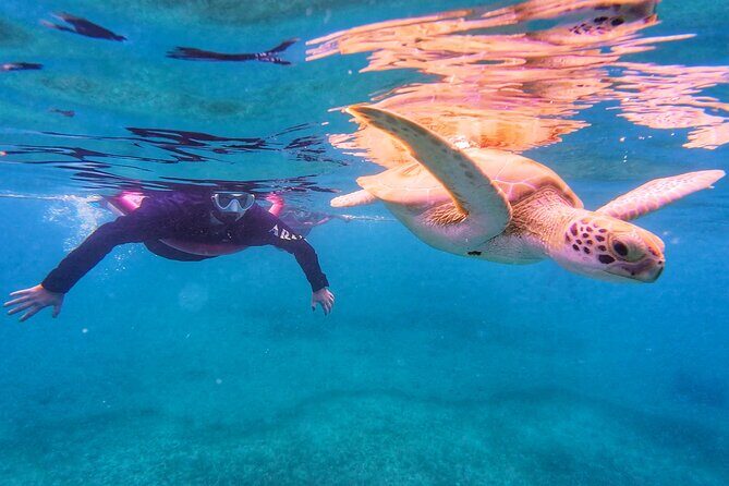 Aruba Turtle Spotting Snorkeling Adventure - Who Will Love This Tour?