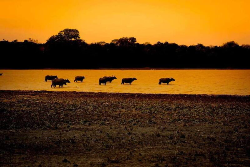 Arugam Bay: All Inclusive Kumana National Park 4x4 Safari - Key Points