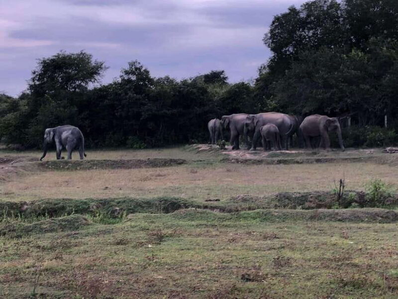 Arugam Bay: All Inclusive Kumana National Park 4x4 Safari - Exploring the Experience