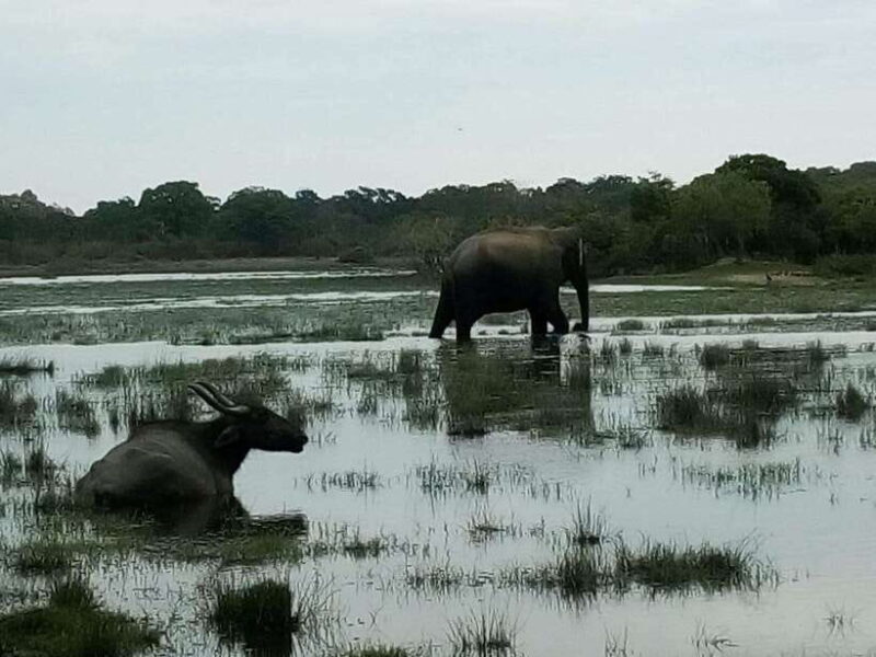 Arugam Bay: All Inclusive Kumana National Park 4x4 Safari - Who Should Consider This Tour?