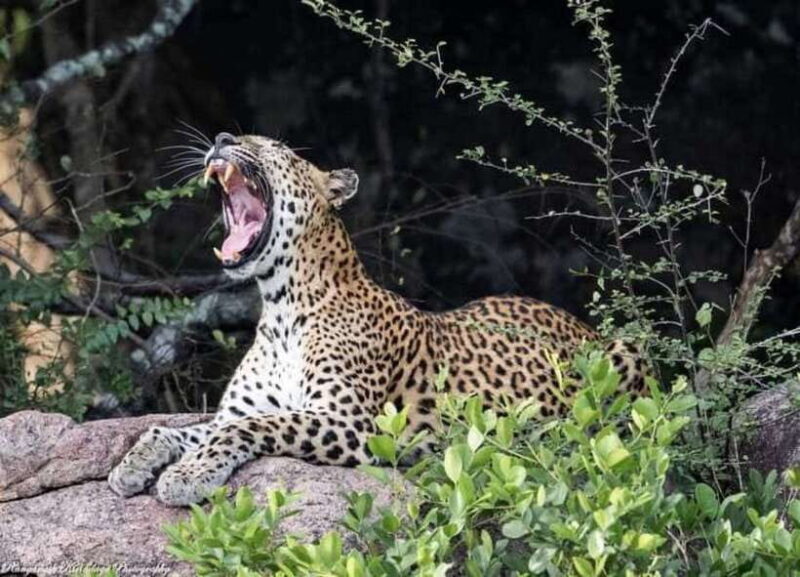 Arugam Bay: Kumana National Park Safari - Introduction